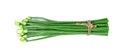 Scallion Flower or Allium cepa or Onion Flower Stem isolated on white background Royalty Free Stock Photo