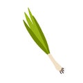 Scallion, green spring onions. Fresh sibies, stems and bulb. Natural spicy seasoning. Raw vegetable. Organic food, spice