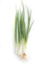 Scallion or spring onion Royalty Free Stock Photo