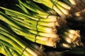 Scallions