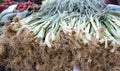 Scallions, also known as green onions or spring onions or sibies Royalty Free Stock Photo