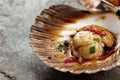 Scallop