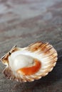 Scallop