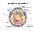 Scallop anatomy with marine bivalve mollusk inner structure outline diagram