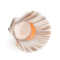 Scallop With Fresh Meat In Shell Seafood Vector Royalty Free Stock Photo