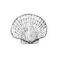 scallop is a marine bivalve mollusc of the family Pectinidae. sea snails shell, live in all the world's oceans. Sketch black