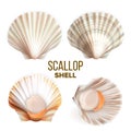 Scallop With Meat In Shell Seafood Set Vector Royalty Free Stock Photo