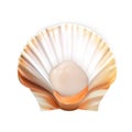 Scallop With Meat In Shell Tasty Seafood Vector Royalty Free Stock Photo