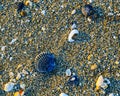 Natural Display of Scallop Shells on the Beach