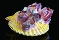 Scallop with polyps Mimachlamys sanguinea