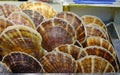 Scallop for sale at a seafood market