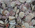 Scallop for sale at a seafood market