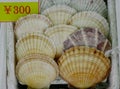 Scallop for sale at a seafood market