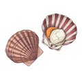 Scallop sea food isolated on white background Royalty Free Stock Photo