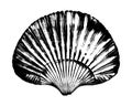 scallop sea shell, sketch style vector illustration isolated on white background. Hand drawing of saltwater scallop seashell, clam Royalty Free Stock Photo