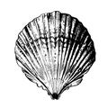 scallop sea shell, sketch style vector illustration isolated on white background. Hand drawing of saltwater scallop seashell, clam Royalty Free Stock Photo