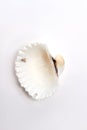 Scallop sea shell, white background.