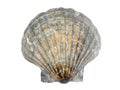 Scallop seashell Royalty Free Stock Photo