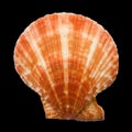 Scallop seashell Royalty Free Stock Photo