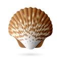 Scallop seashell Royalty Free Stock Photo