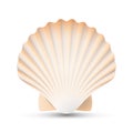 Scallop Seashell Vector. Beauty Exotic Souvenir Scallops Shell Isolated On White Background Illustration