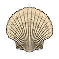 Scallop seashell. Vector isolated on white background.