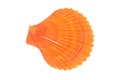 Scallop shell Royalty Free Stock Photo