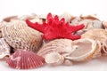 Scallop shell Royalty Free Stock Photo
