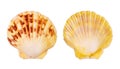 Scallop shell Royalty Free Stock Photo