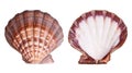Scallop shell Royalty Free Stock Photo