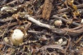 Scallop shell with barnacles lying on a seashore