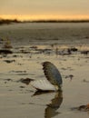 Scallop Shell on Beach Royalty Free Stock Photo