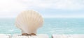 Scallop shell on the beach with ocean Royalty Free Stock Photo