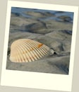 Scallop shell on beach in polaroid frame Royalty Free Stock Photo