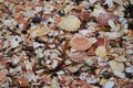 Scallop shell beach on Isle of Man Royalty Free Stock Photo