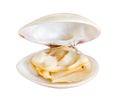 Scallop shell with meat raw open sashes, isolated on white background with clipping path Royalty Free Stock Photo