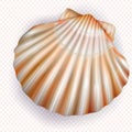 Scallop shell mollusk on a transparent background