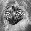 Scallop shell partially buried in the sand on the beach Royalty Free Stock Photo