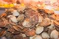 Scallop shell for sale at fresh seafood market