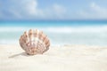 Scallop Shell in the Sand Beach of the Caribbean Sea Royalty Free Stock Photo