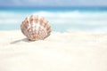 Scallop Shell in the Sand Beach of the Caribbean Sea Royalty Free Stock Photo