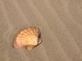 Scallop Shell on a Sandy Beach Royalty Free Stock Photo