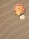 Scallop Shell on a Sandy Beach Royalty Free Stock Photo