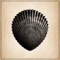 Scallop Shell