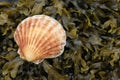 Scallop shell on seaweed Royalty Free Stock Photo