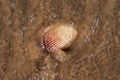 Scallop Shell on wet sand on the beach at sunrise. Pectinidae. Natural Seashell.