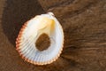 Scallop Shell  on wet sand on the beach at sunrise. Pectinidae. Natural Seashell. Royalty Free Stock Photo