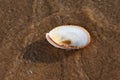 Scallop Shell  on wet sand on the beach at sunrise. Pectinidae. Natural Seashell. Royalty Free Stock Photo