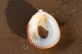 Scallop Shell  on wet sand on the beach at sunrise. Pectinidae. Natural Seashell. Royalty Free Stock Photo