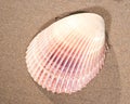 Scallop Shell on wet sand on the beach at sunrise. Royalty Free Stock Photo